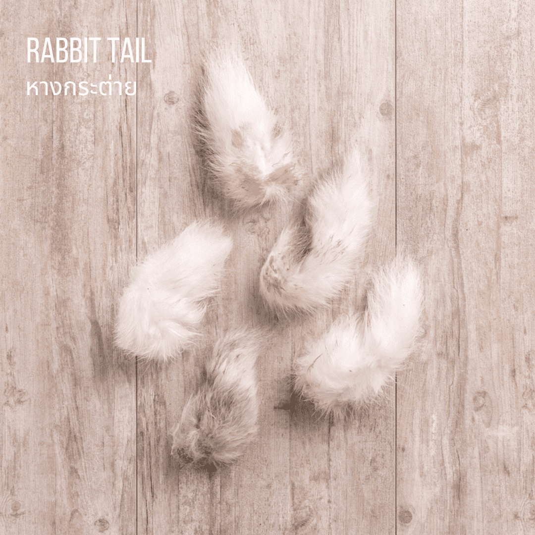 rabbit tail