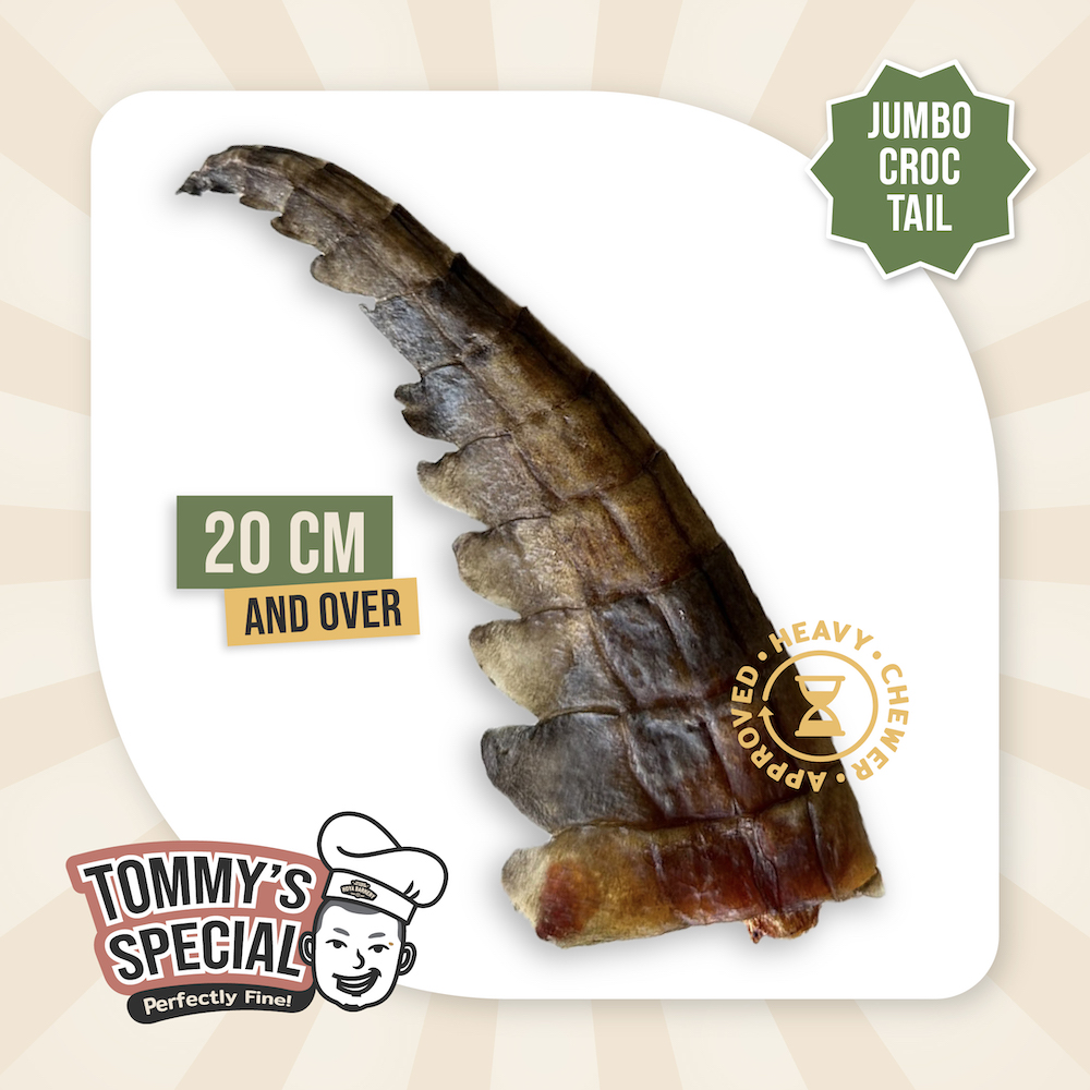 Tommy's special croc tail jumbo