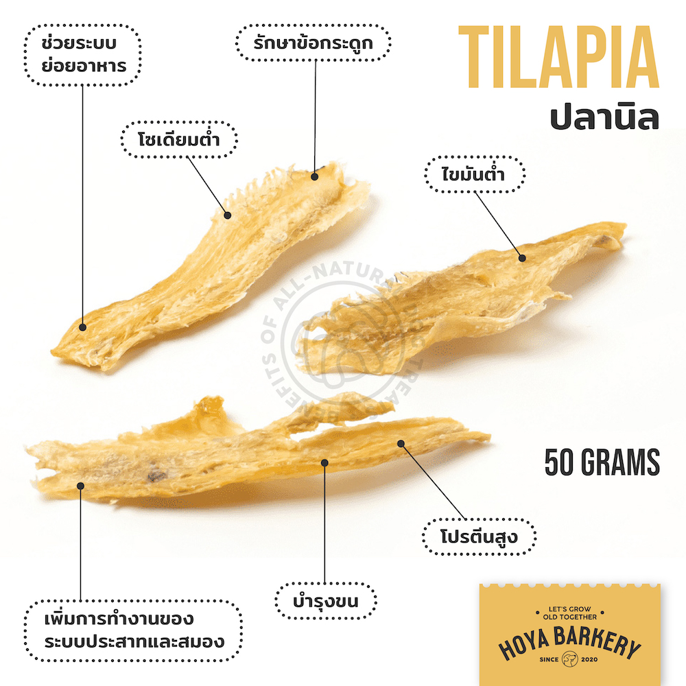 tilapia