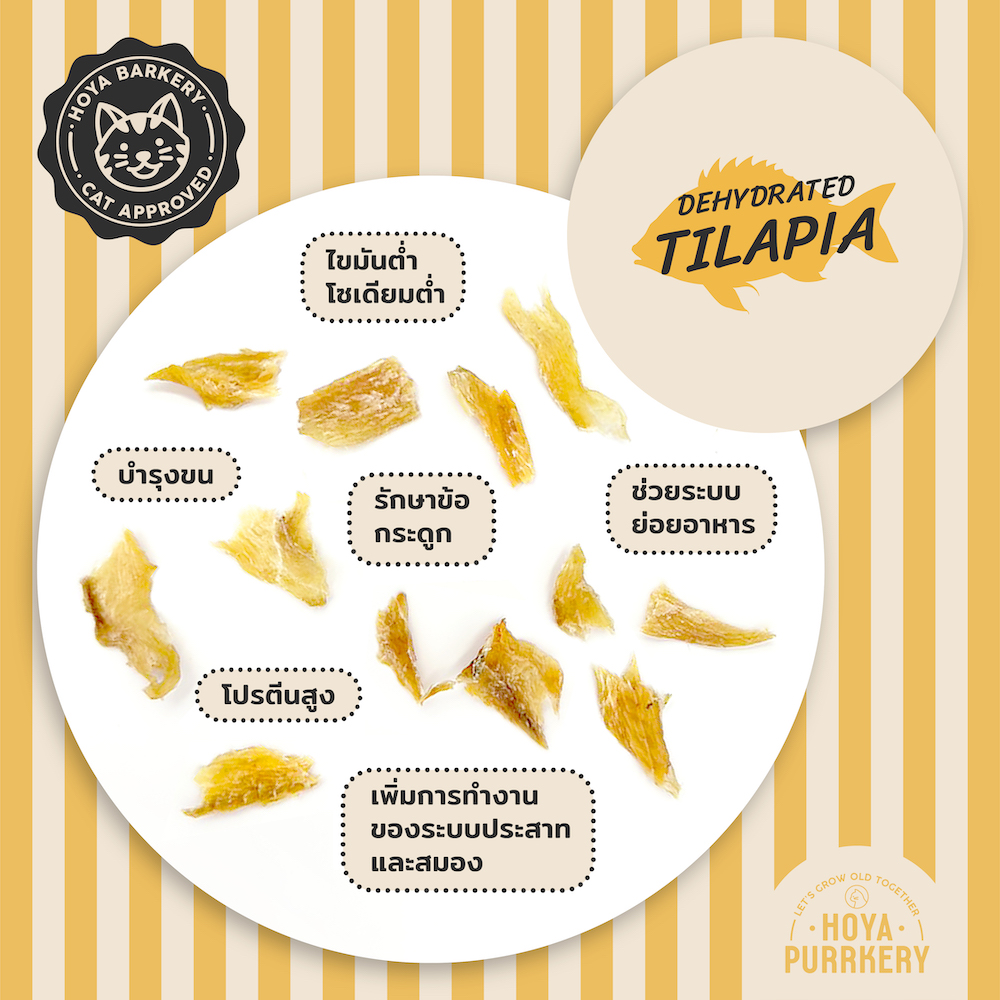 tilapia