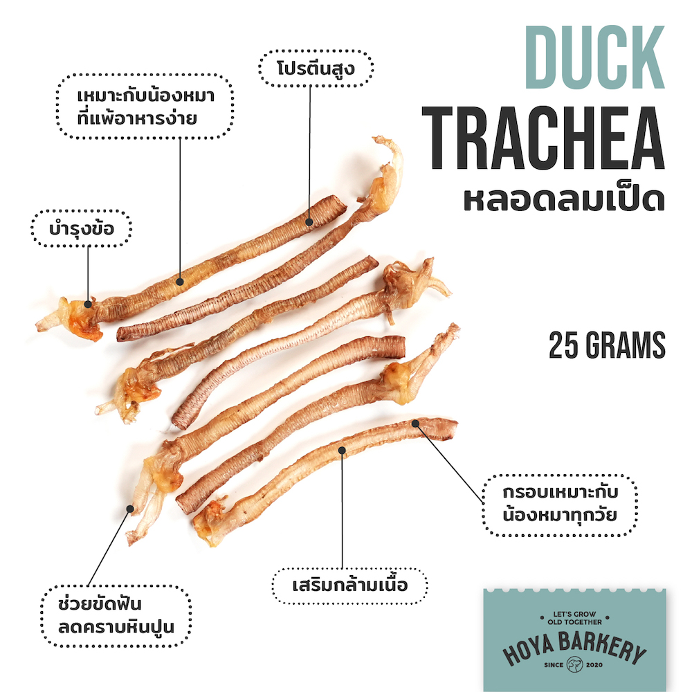 duck trachea