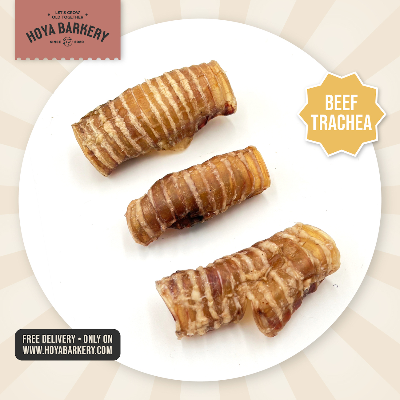 trachea