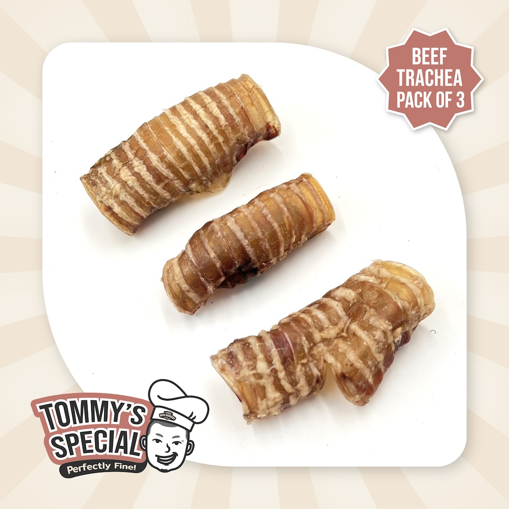 trachea